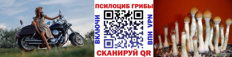 цена Череповец Псилоцибиновые грибы Psilocybe